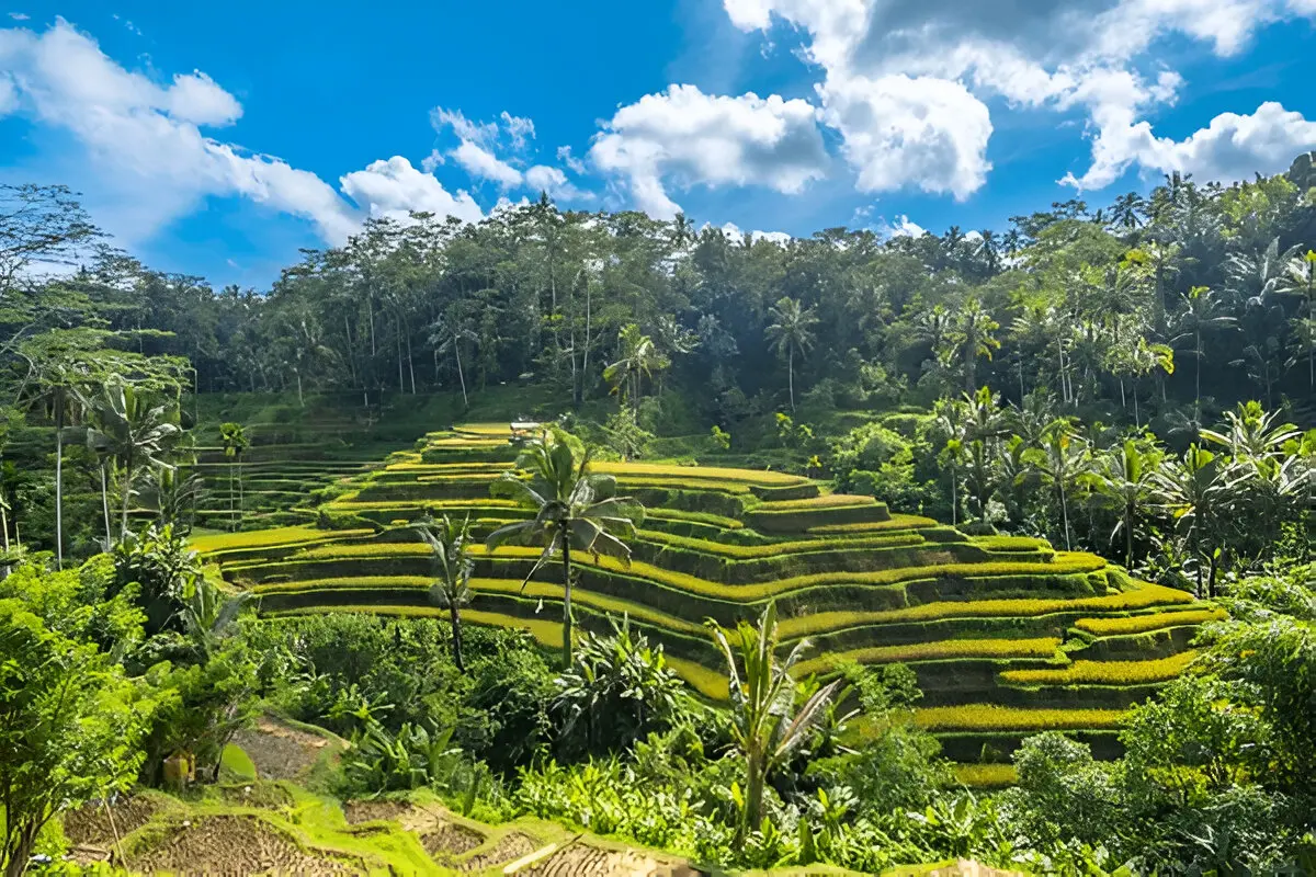 Rice Terrace